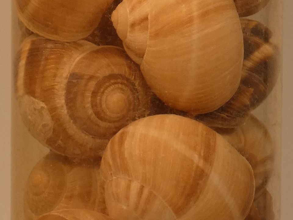 Escargots & Shells