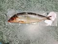 Dauparų - Salted Cleaned Atlantic Herring - Frozen
