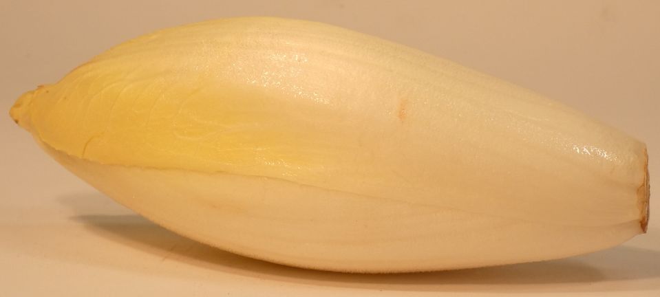 Witloof